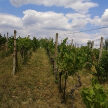Vinohrad