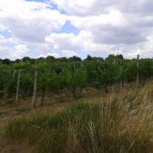 Vinohrad